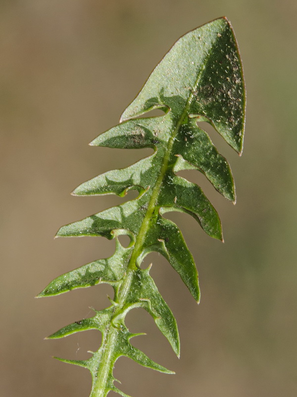 Taraxacum hispanicum.06