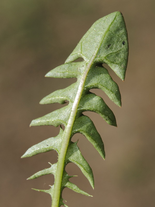 Taraxacum hispanicum.07