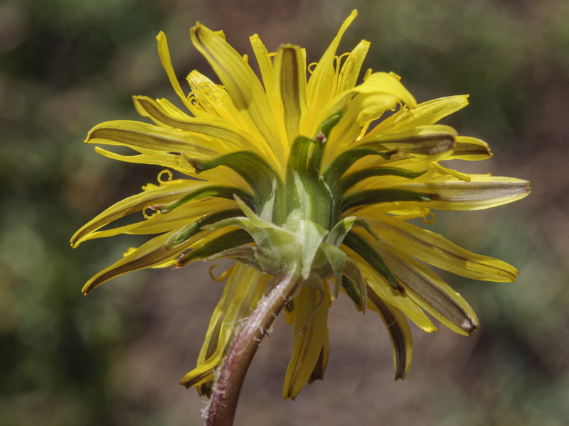 Taraxacum hispanicum.09