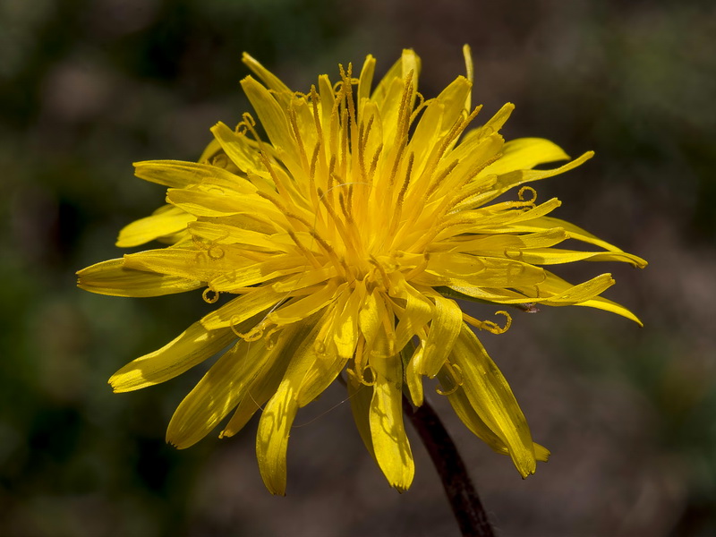 Taraxacum hispanicum.10