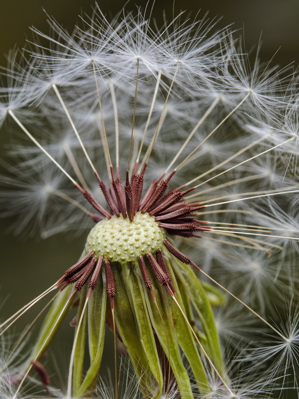 Taraxacum hispanicum.13