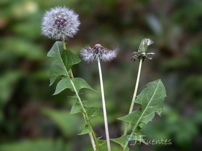 Taraxacum hispanicum.15