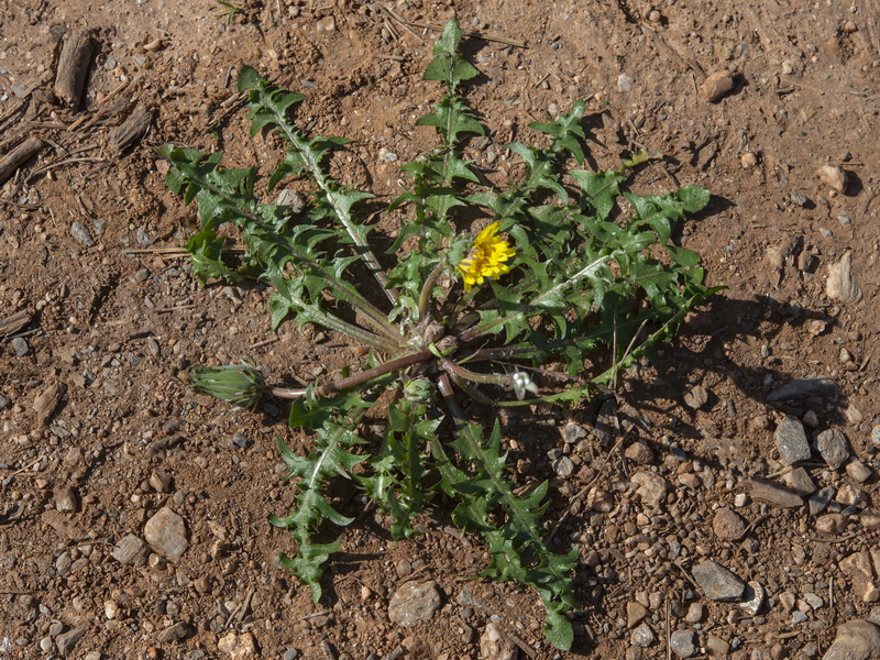 Taraxacum hispanicum.17