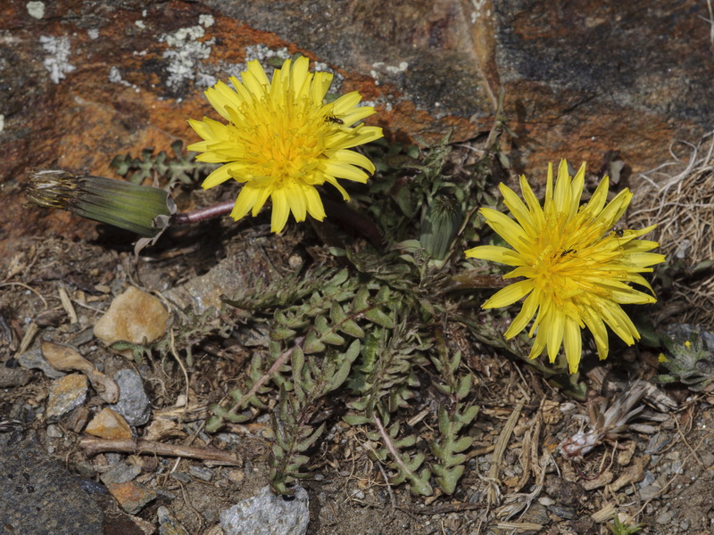 Taraxacum marginellum.01