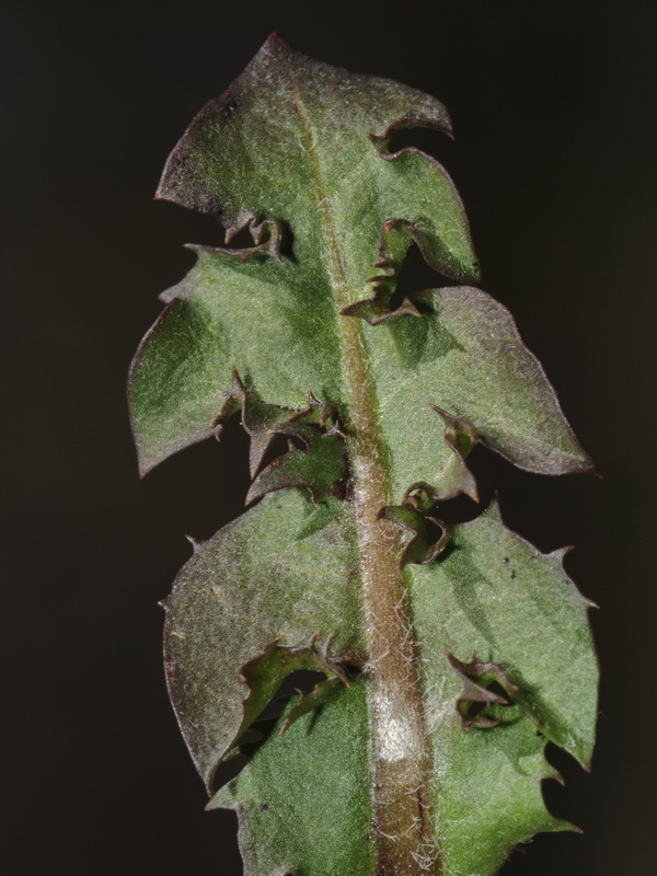 Taraxacum marginellum.05