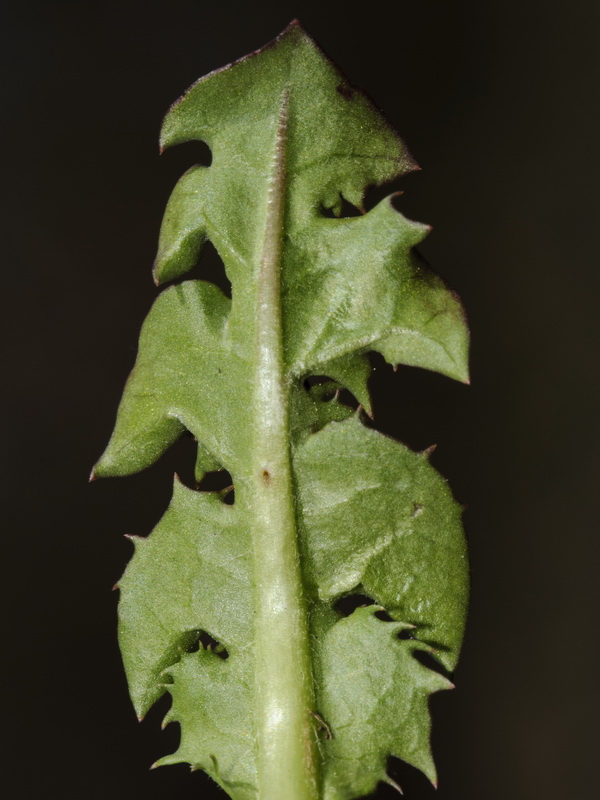 Taraxacum marginellum.06