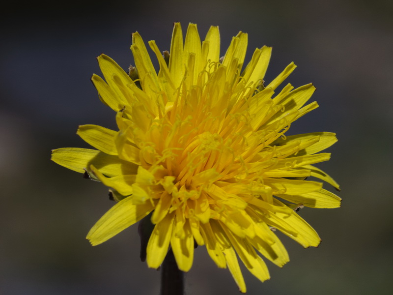 Taraxacum marginellum.10