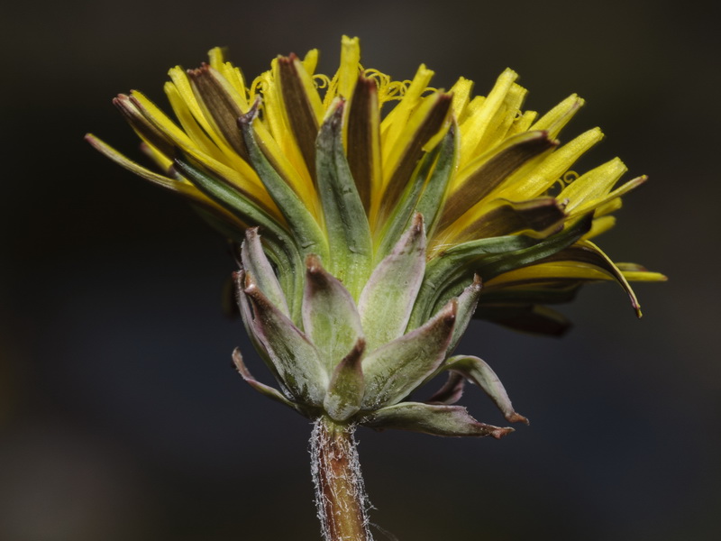Taraxacum marginellum.11