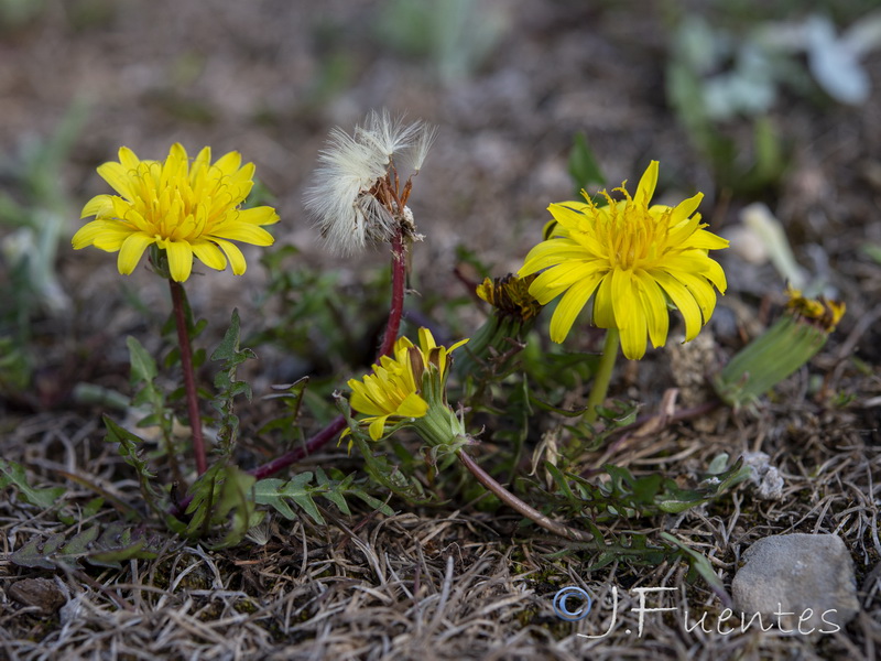 Taraxacum marginellum.14