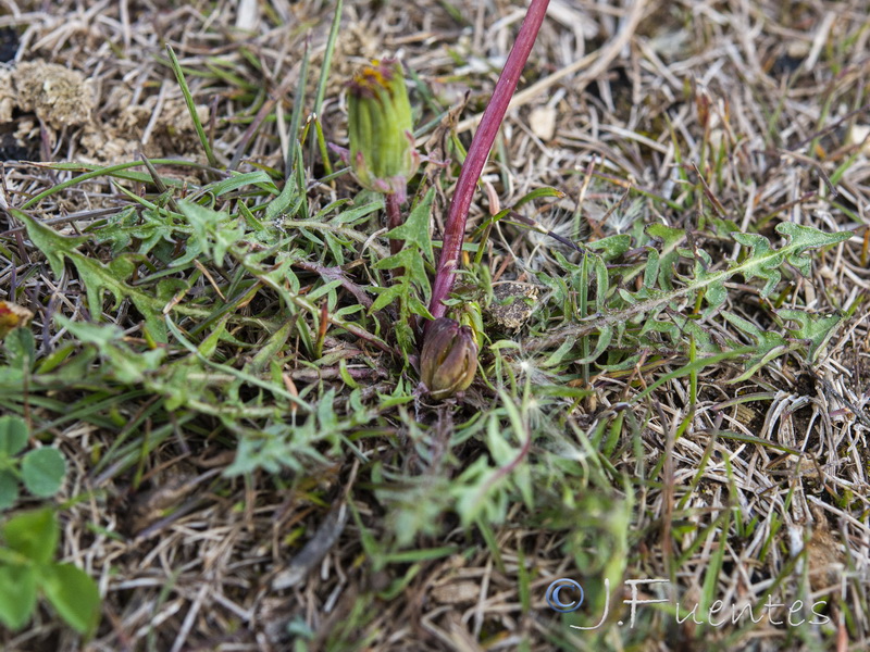 Taraxacum marginellum.15