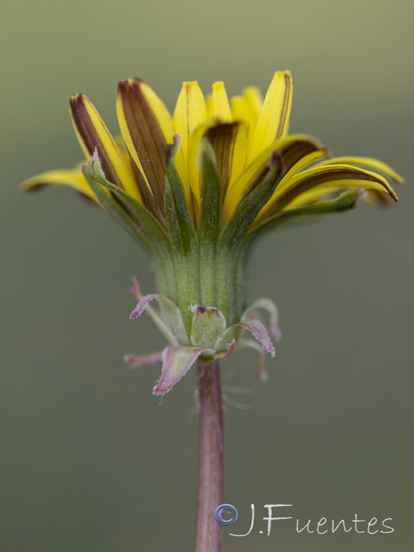 Taraxacum marginellum.11