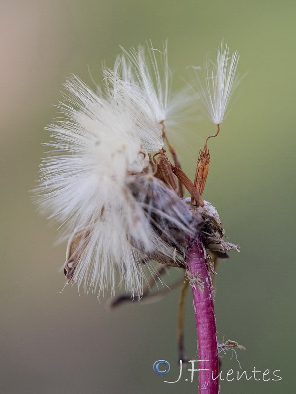 Taraxacum marginellum.12