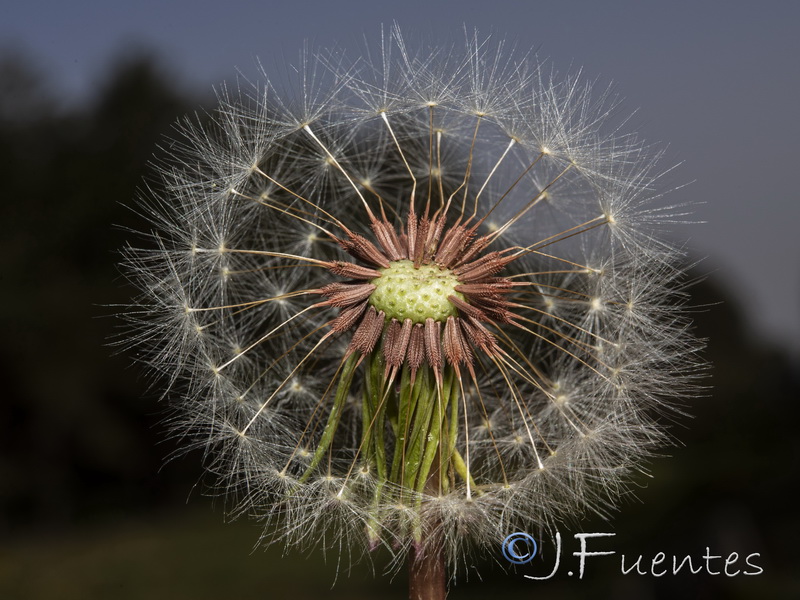 Taraxacum marginellum.13