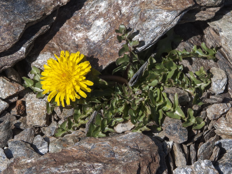 Taraxacum nevadense.01