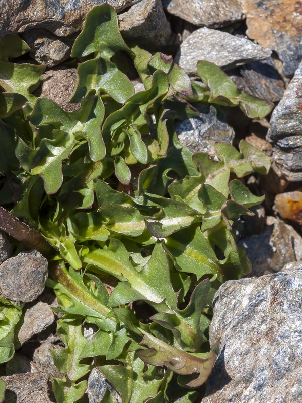 Taraxacum nevadense.02