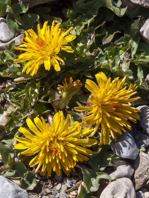 Taraxacum nevadense.03