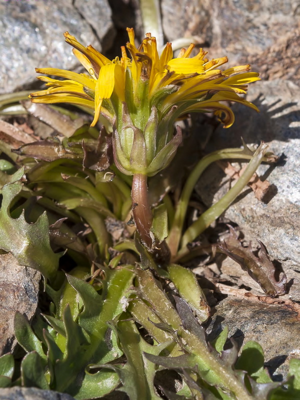 Taraxacum nevadense.04