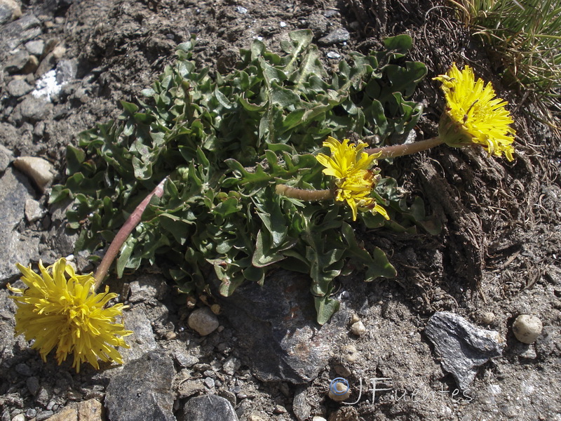 Taraxacum nevadense.06