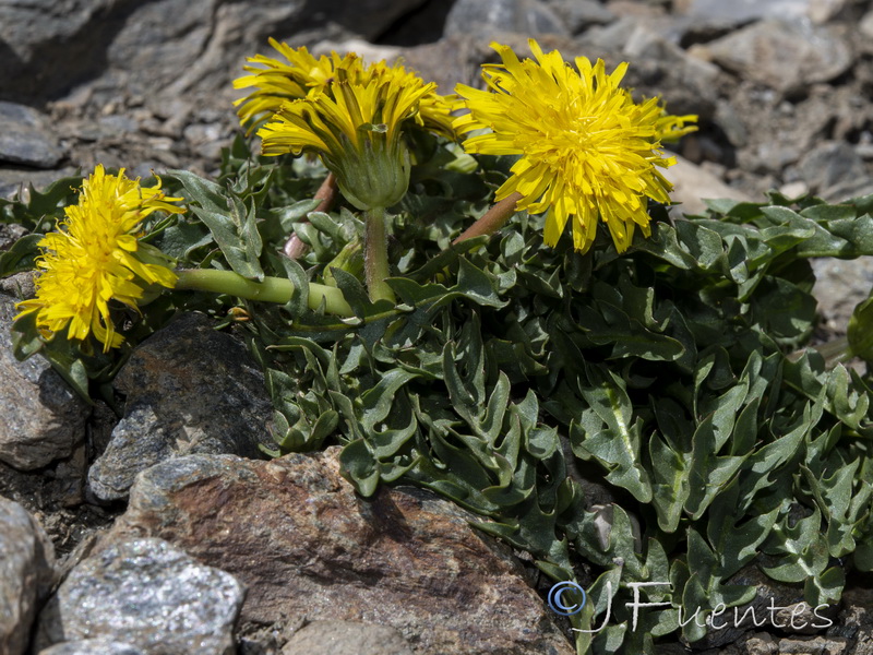 Taraxacum nevadense.08