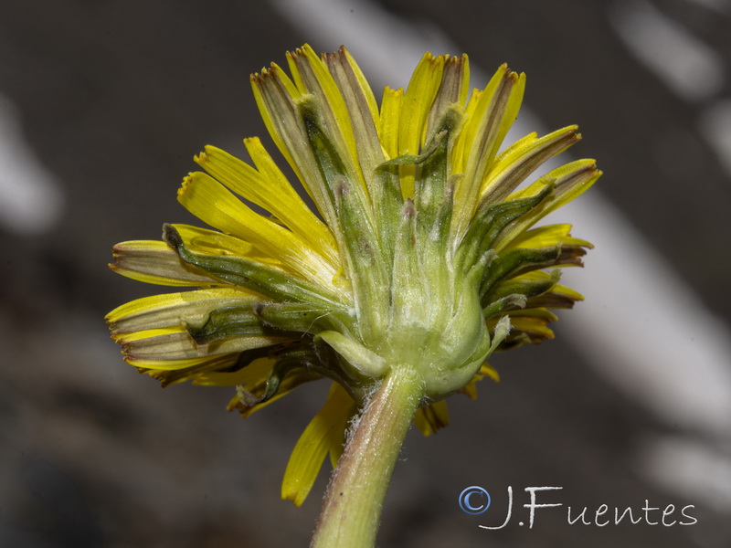 Taraxacum nevadense.09