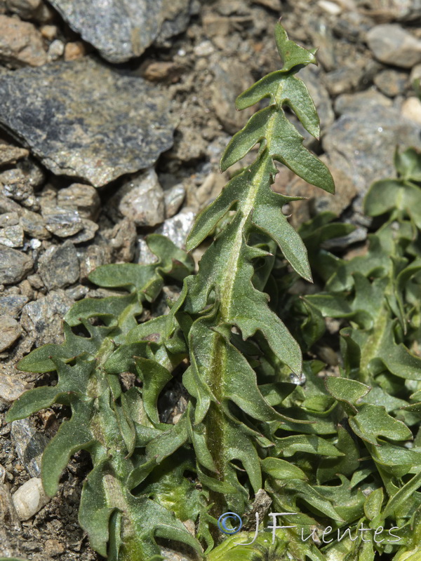 Taraxacum nevadense.10