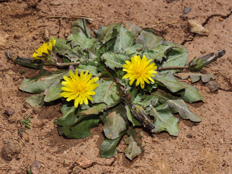 Taraxacum obovatum.02