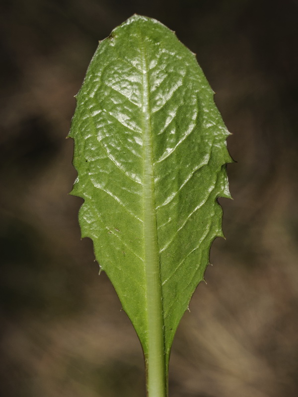 Taraxacum obovatum.07