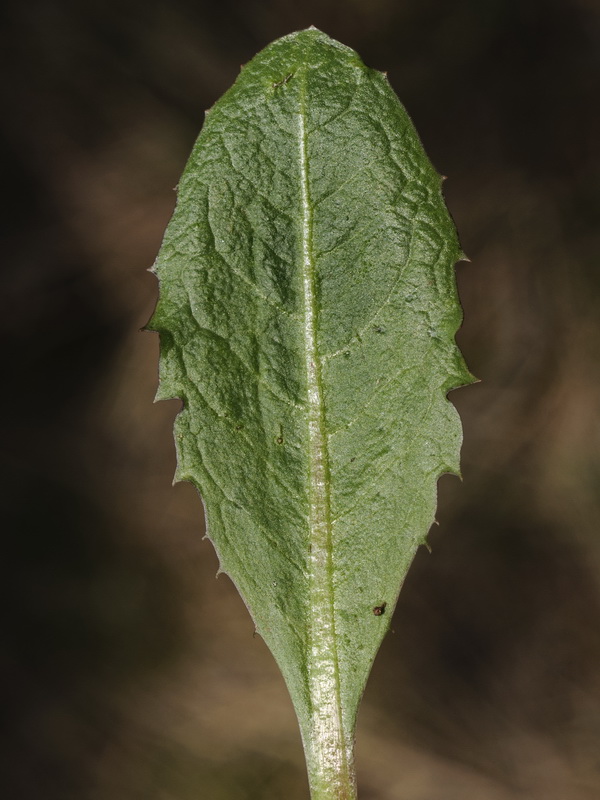 Taraxacum obovatum.08