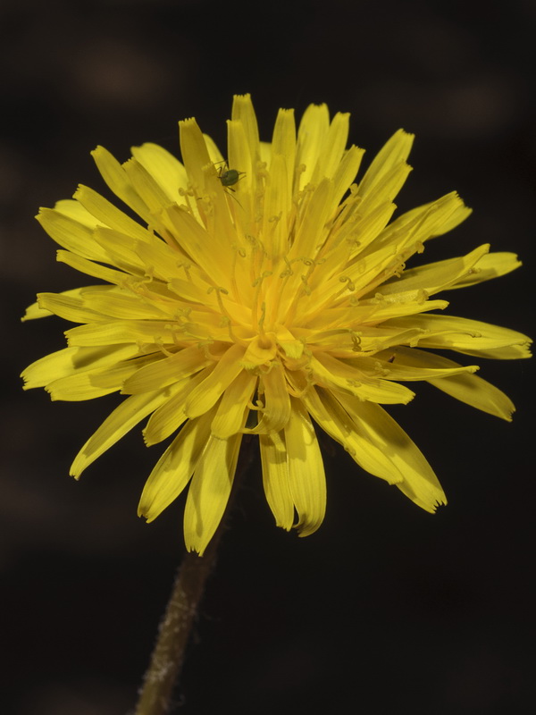 Taraxacum obovatum.09