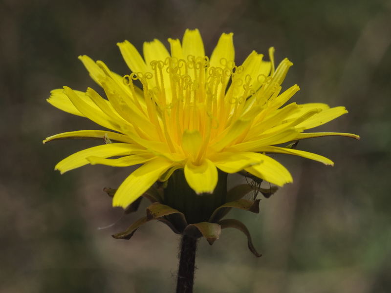 Taraxacum obovatum.11