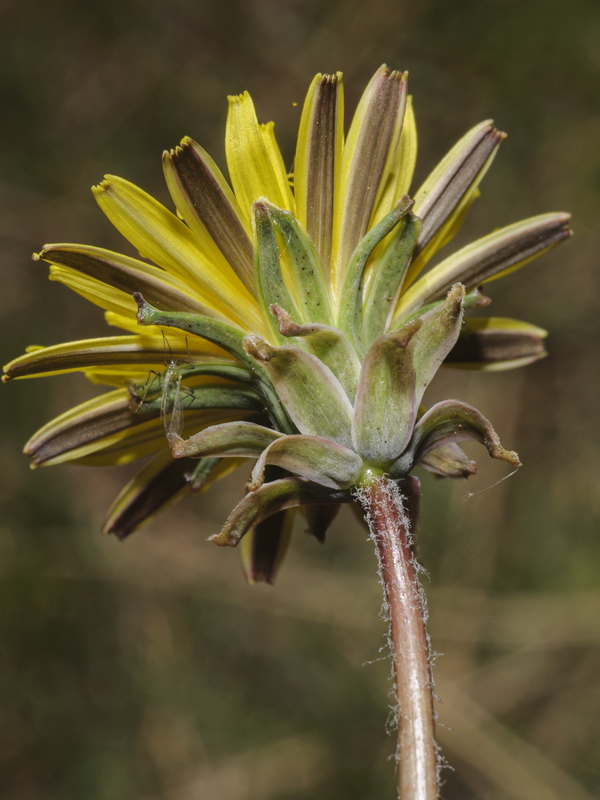 Taraxacum obovatum.12