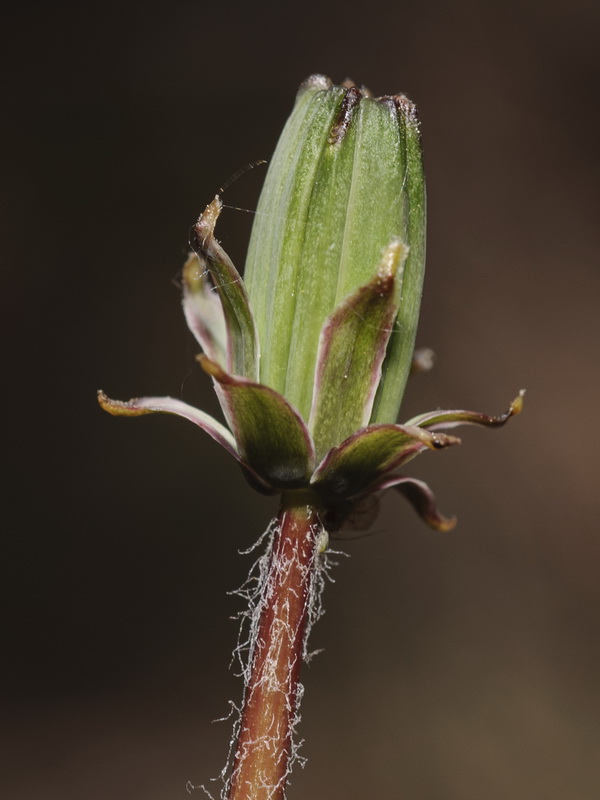 Taraxacum obovatum.13