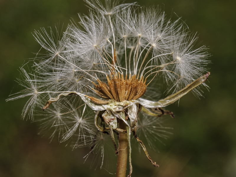 Taraxacum obovatum.14