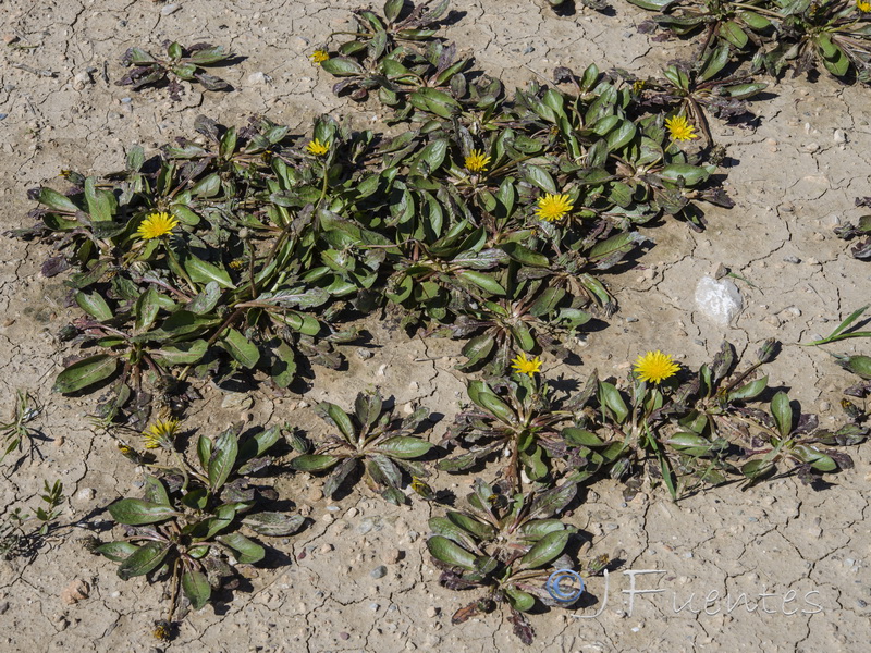 Taraxacum obovatum.15