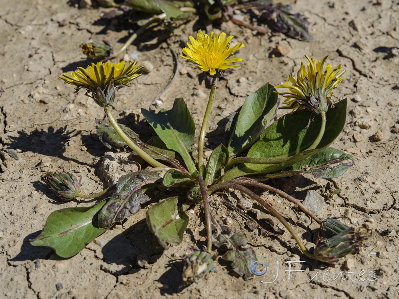 Taraxacum obovatum.16