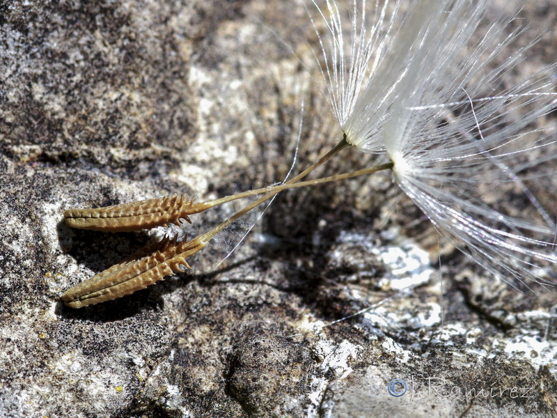 Taraxacum obovatum.19