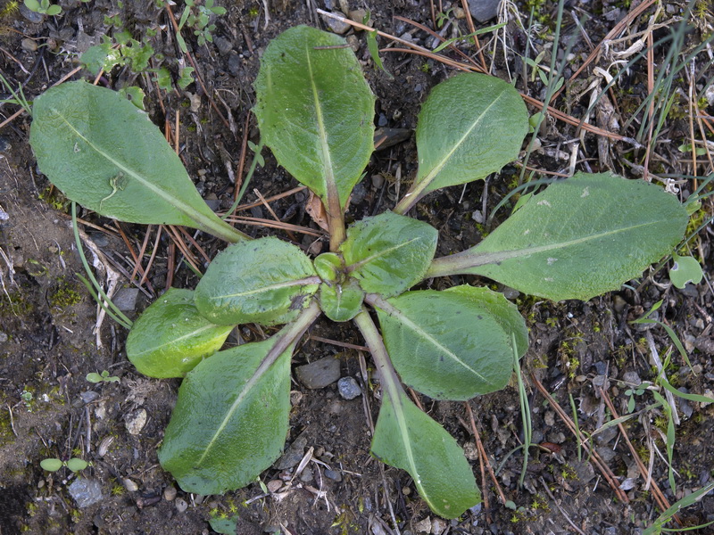 Taraxacum obovatum.20