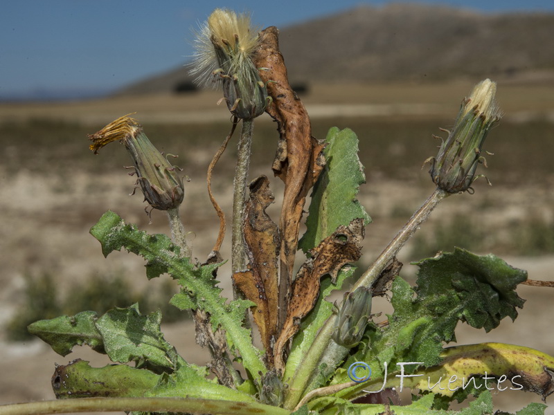 Taraxacum pyropappum.01