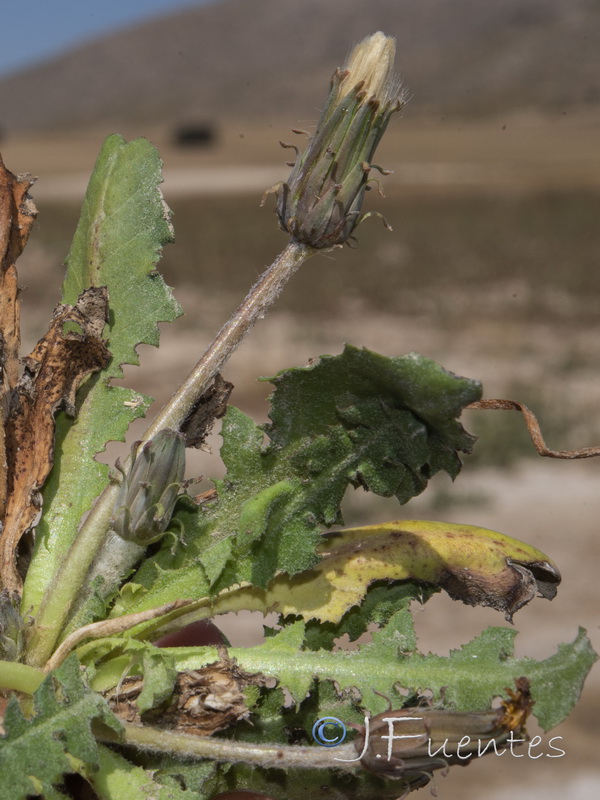 Taraxacum pyropappum.02