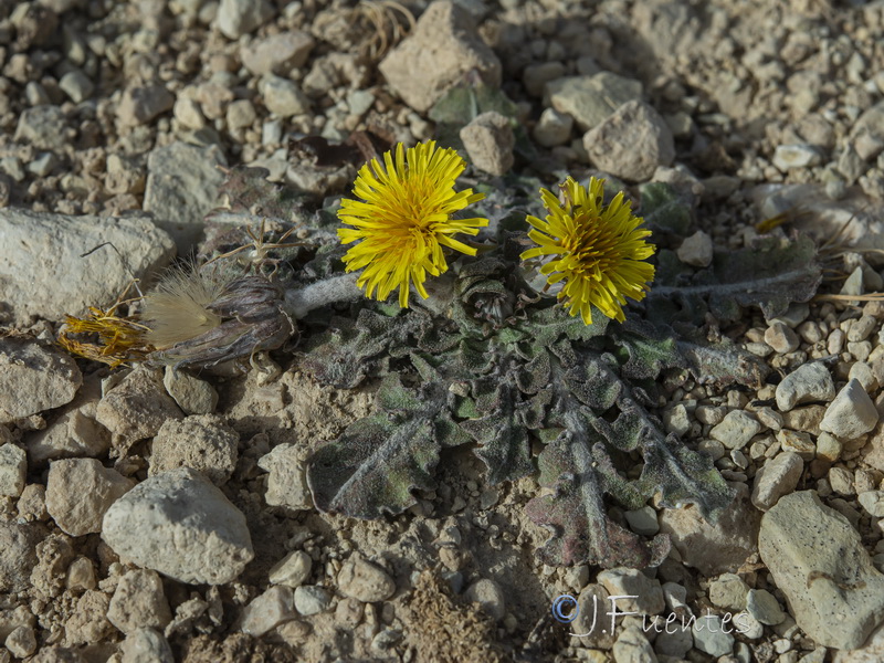 Taraxacum pyropappum.03