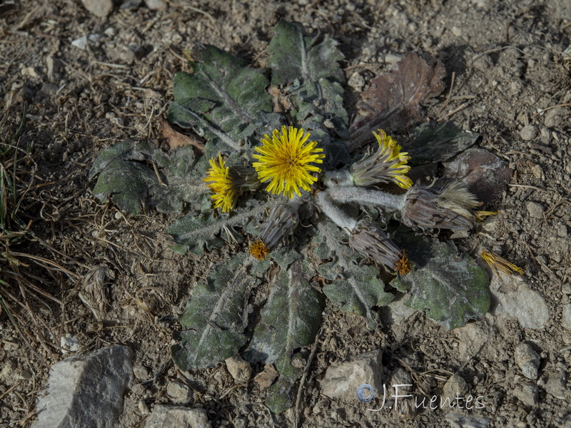 Taraxacum pyropappum.04