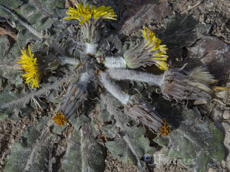 Taraxacum pyropappum.05