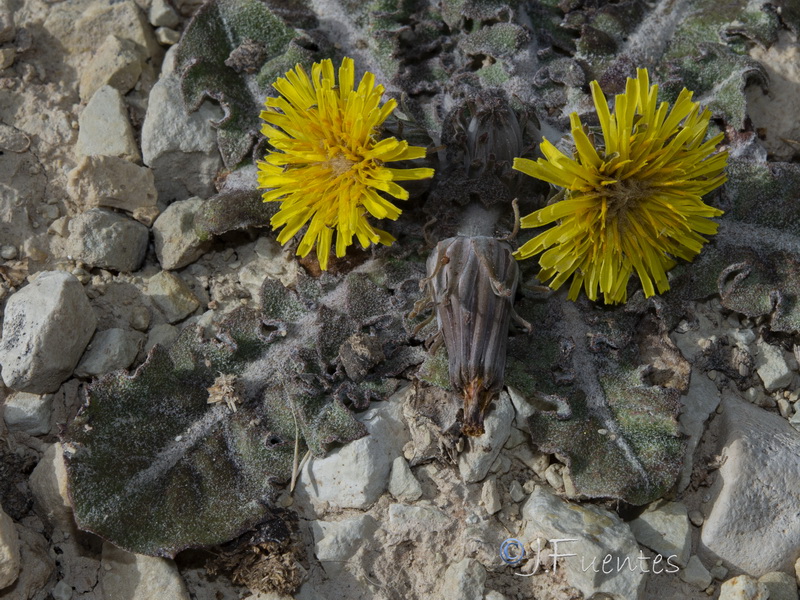 Taraxacum pyropappum.06