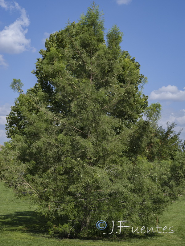 Taxodium distichum.01