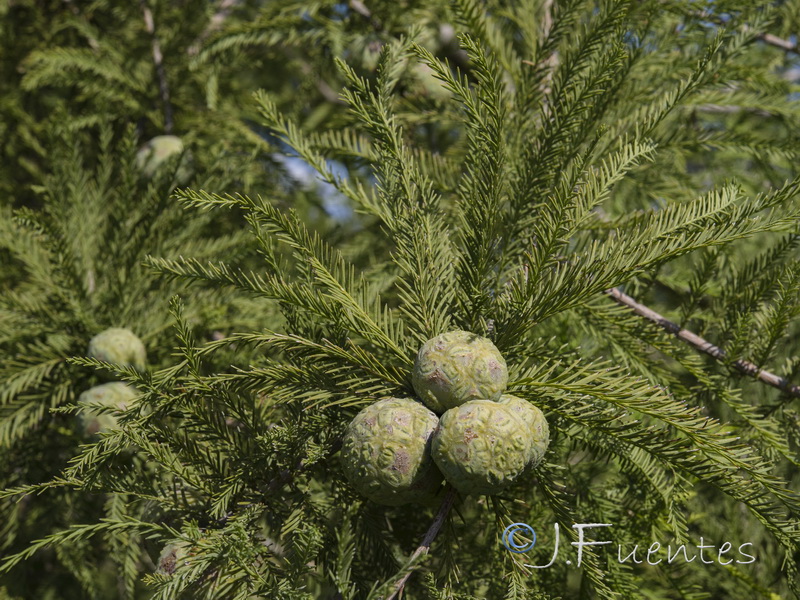 Taxodium distichum.02