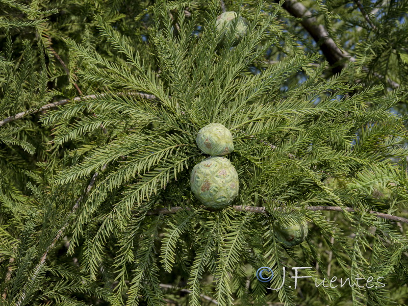 Taxodium distichum.03