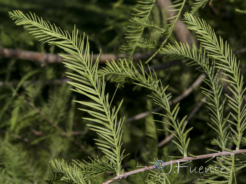 Taxodium distichum.04