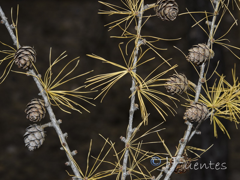 Taxodium distichum.06