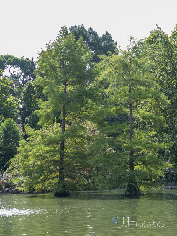 Taxodium distichum.07