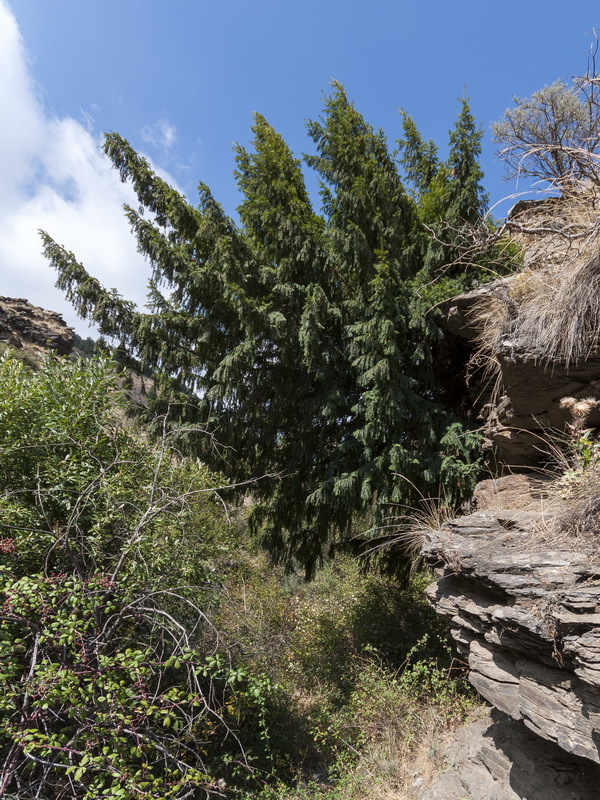 Taxus baccata.01